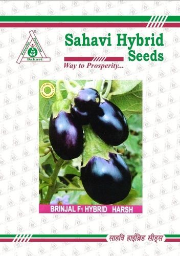 Dark Purple Brinjal F1 Hybrid Harsh