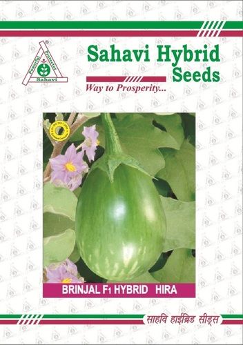 Green Brinjal F1 Hybrid Hira