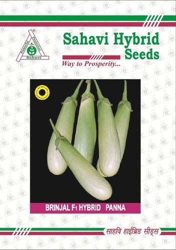 Light Green Brinjal F1 Hybrid Panna