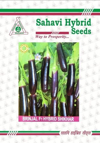 Dark Purple Brinjal F1 Hybrid Shikhar