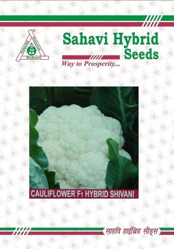 White And Green Cauliflower F1 Hybrid Shivani