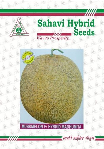 Light Green And Yellow Muskmelon F1 Hybrid Madhumita