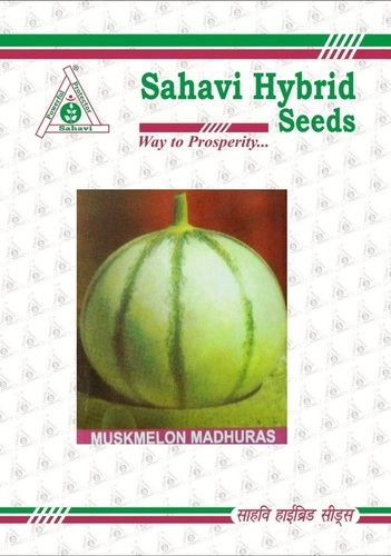 Light Green Muskmelon Madhuras