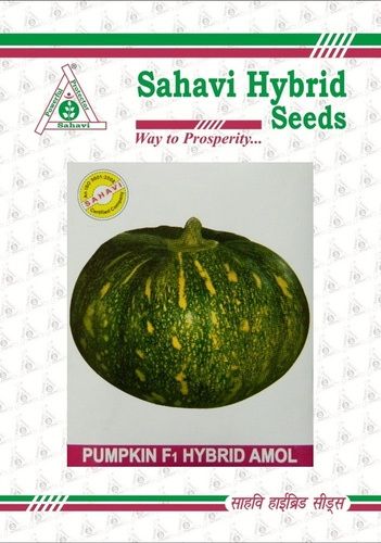 Green Pumpkin F1 Hybrid Amol