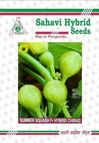 Green Summer Squash F1 Hybrid Chirag