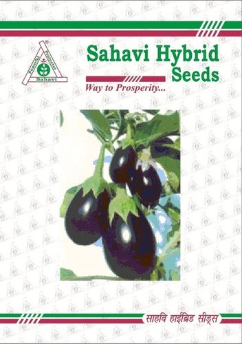 Dark Purple Brinjal F1 Hybrid Harsh