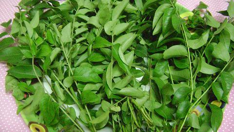 Curry Leaves
