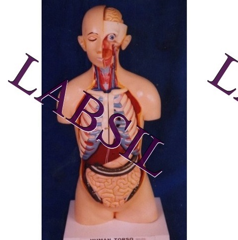 मनुष्य का धड़ और सिर