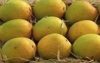 alphonso rathnagiri mango