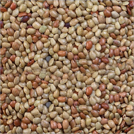 घोड़ा चना