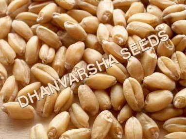 Wheat Seed