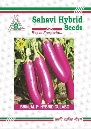 Purple And Pink Brinjal F1 Hybrid Gulabo