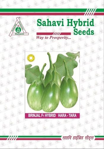 Green Brinjal F1 Hybrid Hara-tara