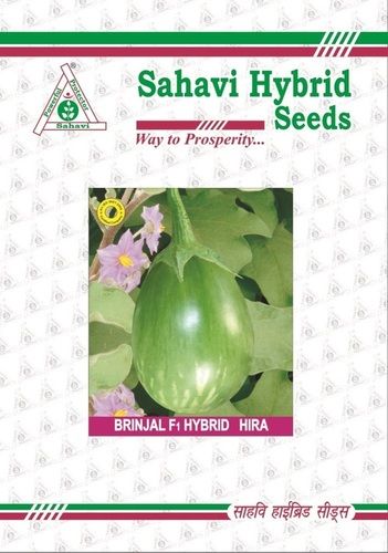 Green Brinjal F1 Hybrid Hira