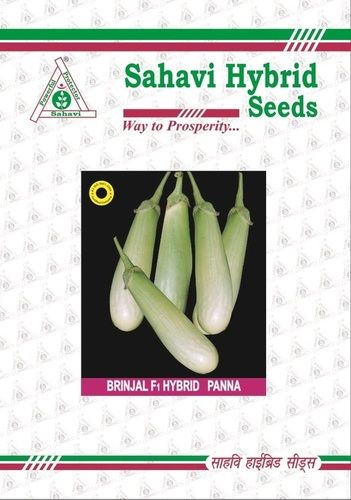 Light Green Brinjal F1 Hybrid Panna