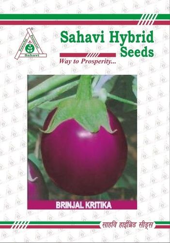 Purple And Pink Brinjal Kritika