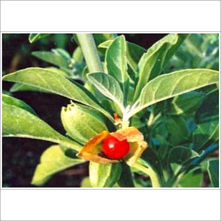 विथानिया सोम्निफेरा की जड़ का अर्क