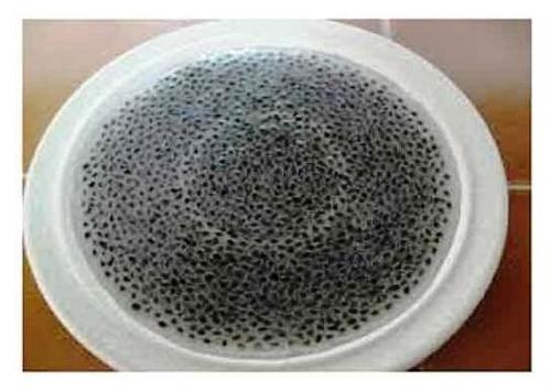 Basil Ocimum Bascilicum Seeds