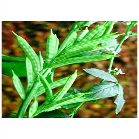GUAR GUM POWDER