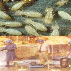 चमखिलों पर नियंत्रण