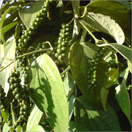 काली मिर्च का पौधा