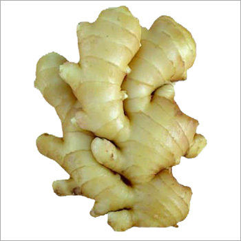 Yellow Fat Ginger