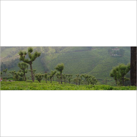 चाय एस्टेट्स