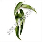 Eucalyptus Oil - 100% Pure Essential Oil Extracted from Eucalyptus Leaves, Colorless to Pale Yellow Liquid with Camphoraceous Aroma, Rich in Antibacterial and Anti-Inflammatory Properties