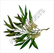 Reduce Pigmentation Tea Tree Oil