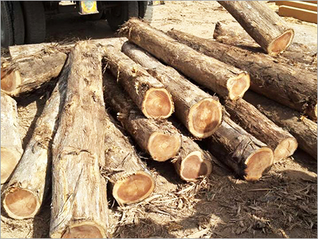 ग्वाटेमाला सागौन की लकड़ी