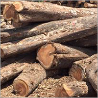 आइवरी सागौन की लकड़ी