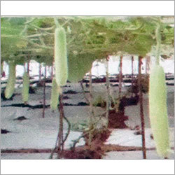 एग्रीकल्चर ग्रीन शेड नेट