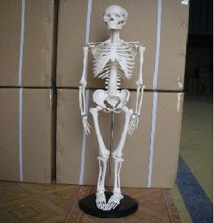 85 सेमी कंकाल