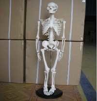 85 सेमी कंकाल