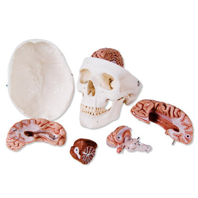 Skull Model with 8Parts Brain