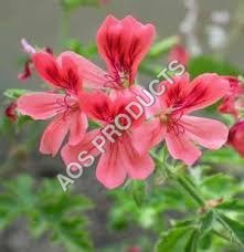 Rose Geranium Oil Cas No: 8000-46-2