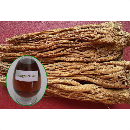 Angelica Root Oil