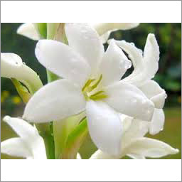 ट्यूबरोस एब्सोल्यूट