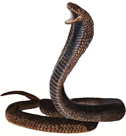 Vishkanya Dosh