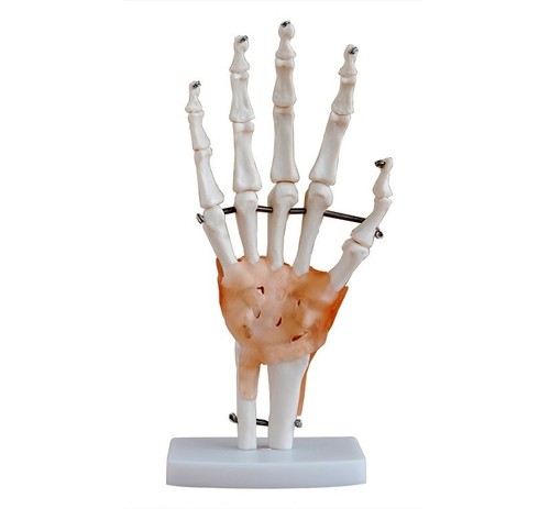 LIFE SIZE HAND JOINT WITH LIGAMENT 