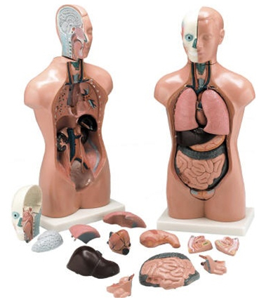 42CM पुरुष धड़ 13 भाग