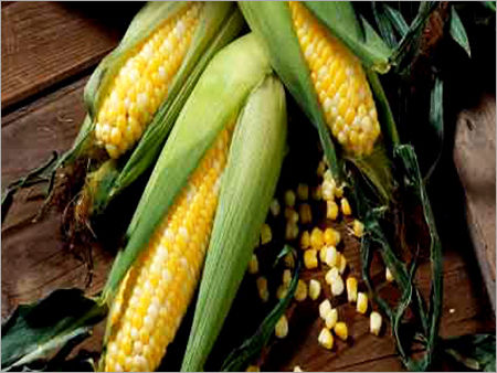 Yellow Maize