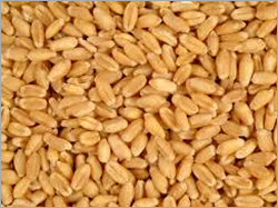 ग्रेन ब्रोकर