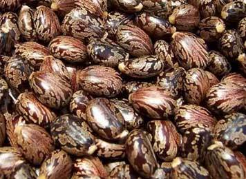 Castor Seeds - Brown Ovoid Seeds, Varying Sizes | 0.5-1 Gram Weight, 40-50% Oil Content, 0.5-1% Ricin Content, 8-12% Moisture