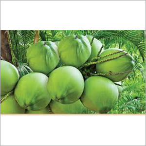 प्राकृतिक हरा नारियल