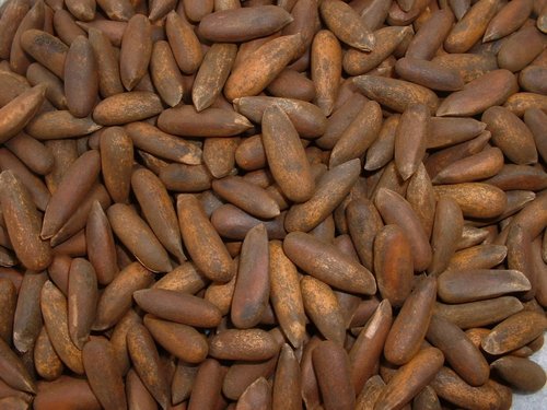 Pine Nuts - Bulk Pack , Brown Elongated Hard Texture , Premium Quality with Health Benefits and Hygiene Standards