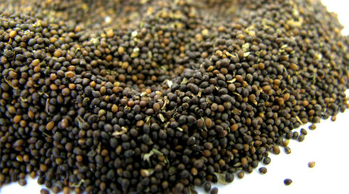 Basil Seeds