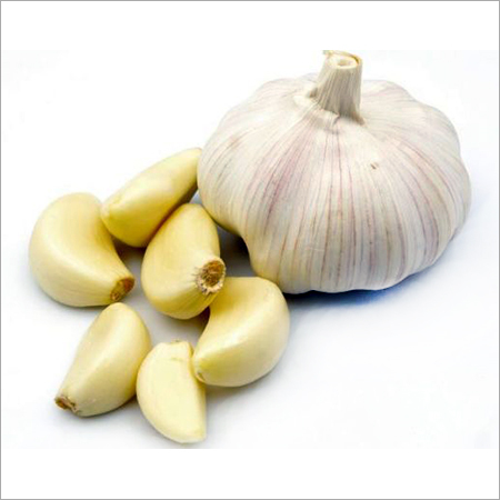 Garlic