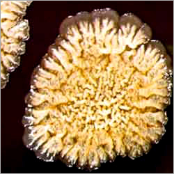 बेसिलस सबटिलिस