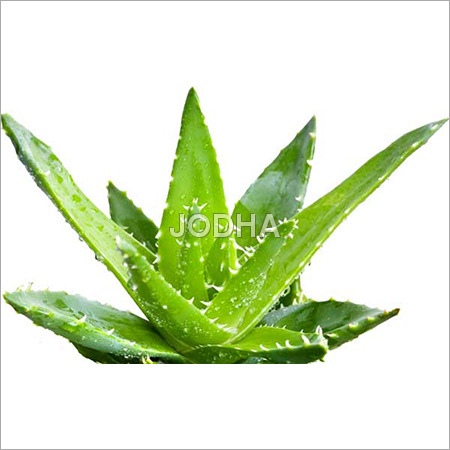 एलो वेरा